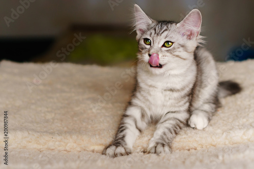 Lovely thoroughbred gray kitten. Breed Kurilian Bobtail. Hypoallergenic breed of cats