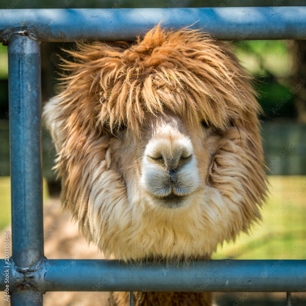 Naklejka premium Photo of furry alpaca