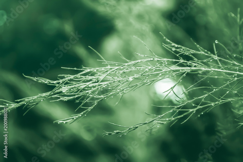 green leaves and green light bokeh  spring nature wallpaper   relax background