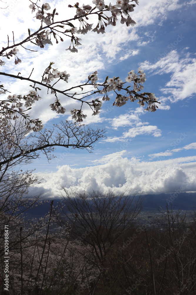 長野県　光城山の桜