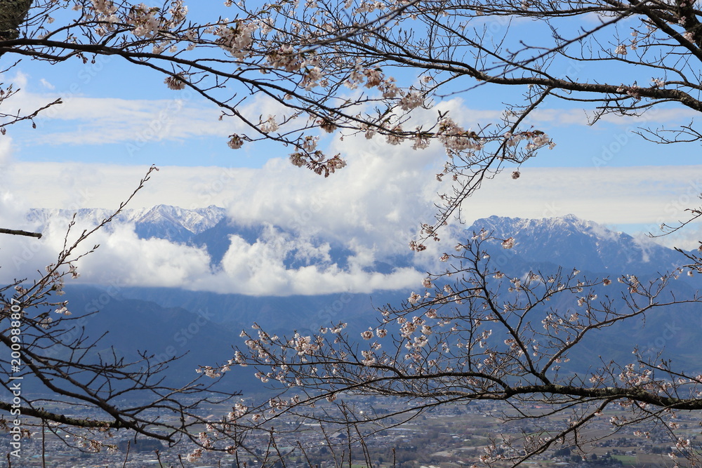 長野県　光城山の桜と北アルプス