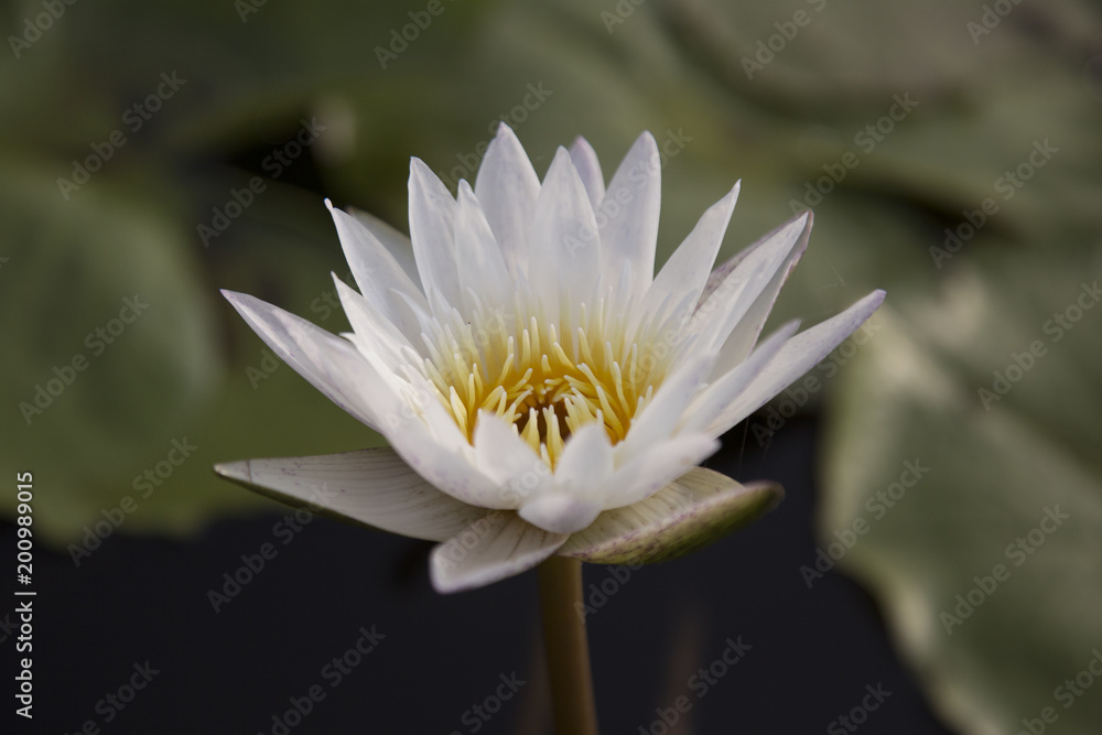 beautiful lotus flower in the water. beautiful lotus flower in the water.