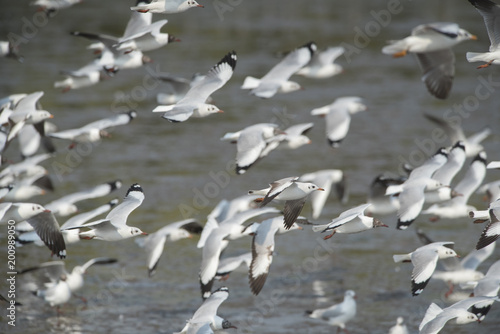 Many seagulls are flying.