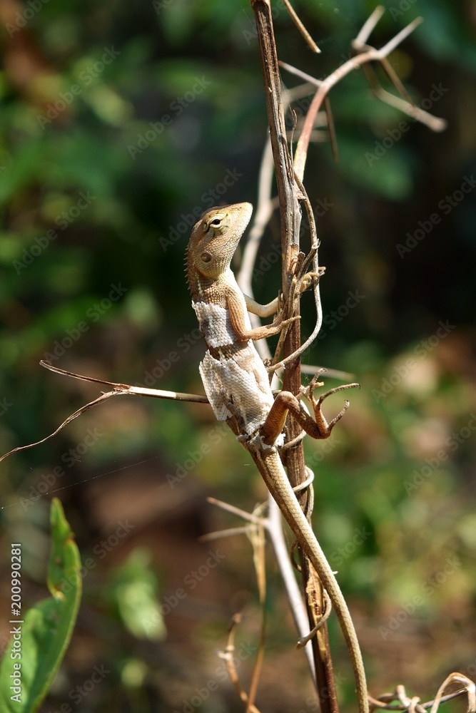 Molting chameleon on a branch with natural green leaves in the background.,Thailand
