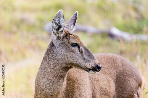 Guemal, Hippocamelus bisulcus, in deep snow on a mountain side in winter in Torres del Paine National Park, Chile. Endangered species also sometimes known as the South Andean Deer or Huemul Chileno. photo