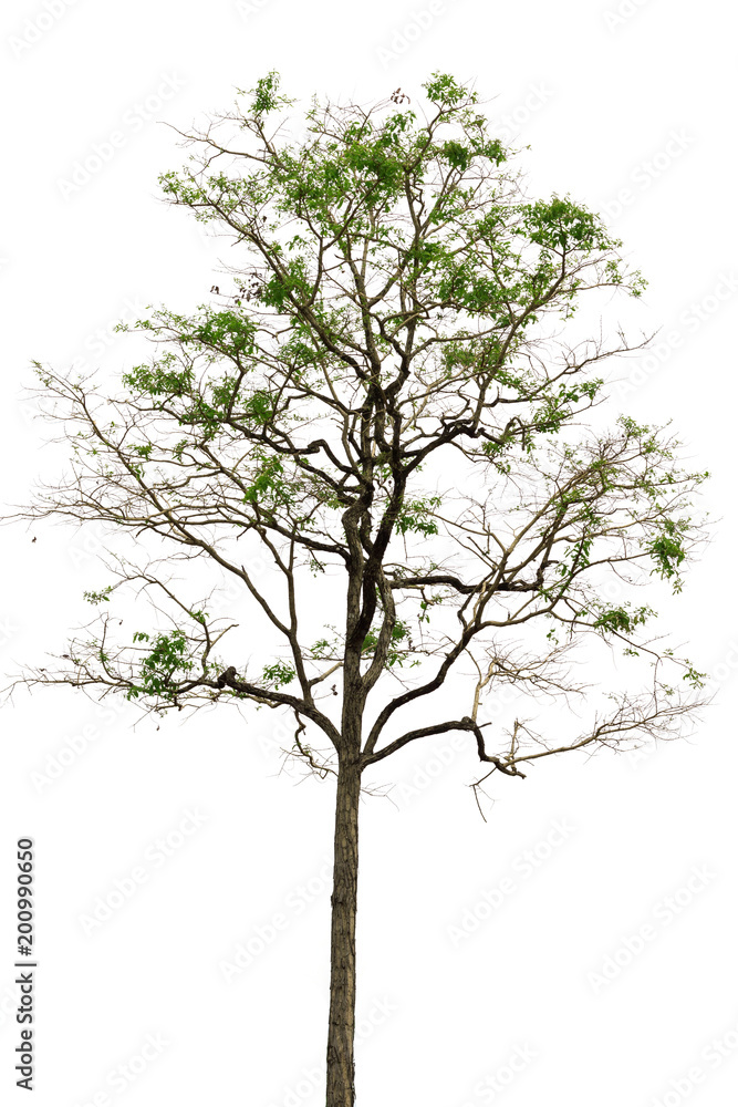 Isolated tree on white background