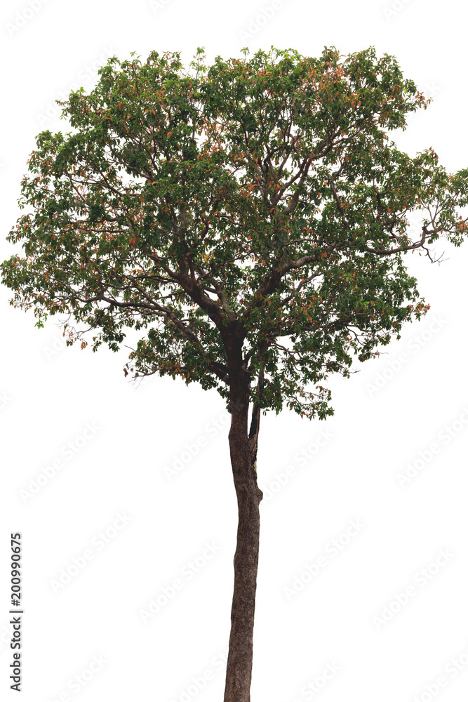 Isolated tree on white background