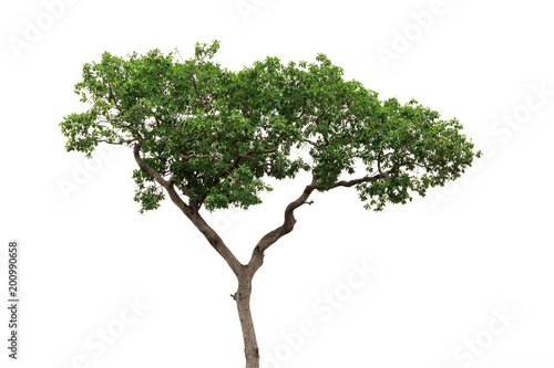 Isolated tree on white background