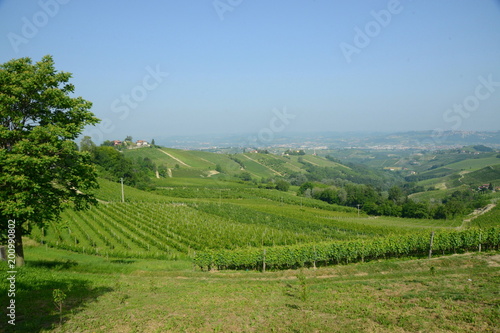 イタリア、ワインの里ピエモンテの風景 © Masakatsu Ikeda