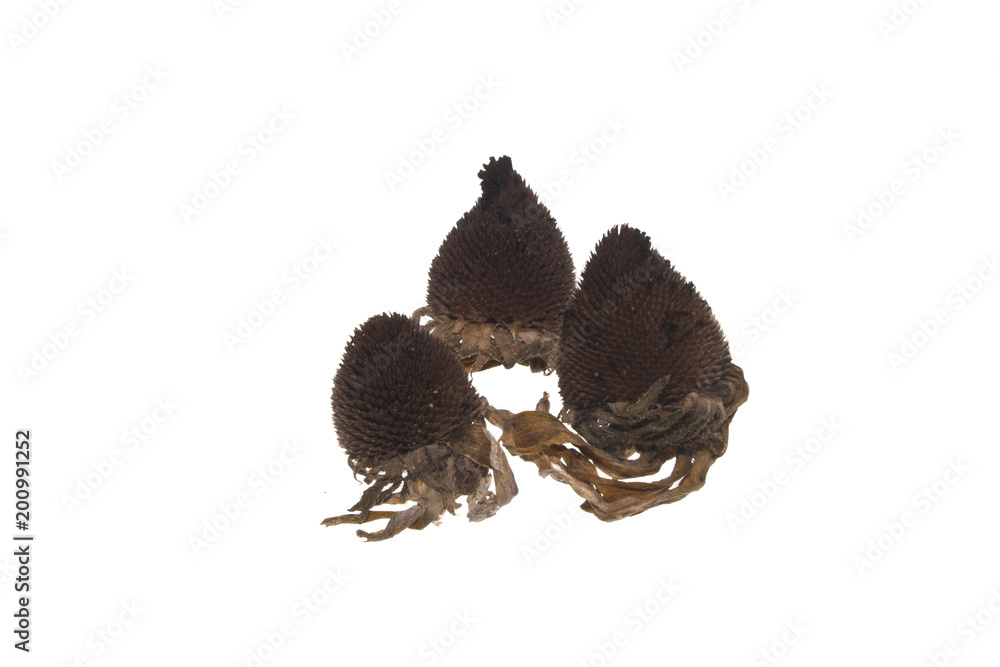 dry flower isolated on white background dry flower isolated on white background