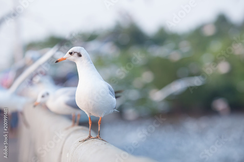 Seagull standing on a bridge, background, flocks of seagulls flying.at Bangpoo, Thailand.