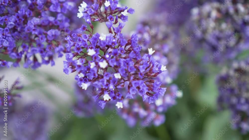Spring flowers and gardens in 4K Spring flowers and gardens in 4K