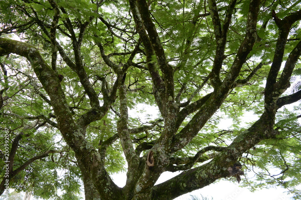 Fototapeta premium forest