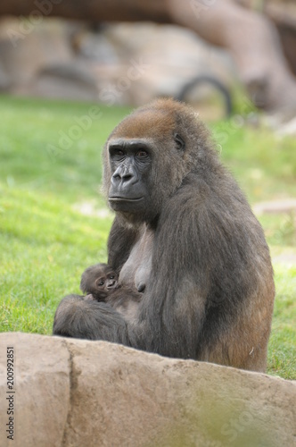 Gorilla Mother JLP © Julianna