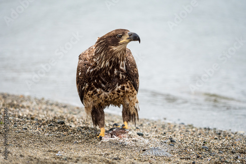 juvenile looking around on the beach while standing on a fish carcass