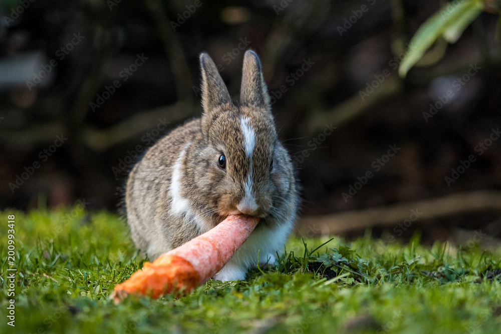 Fototapeta premium tiny white chested bunny eating a carrot on the grassy ground