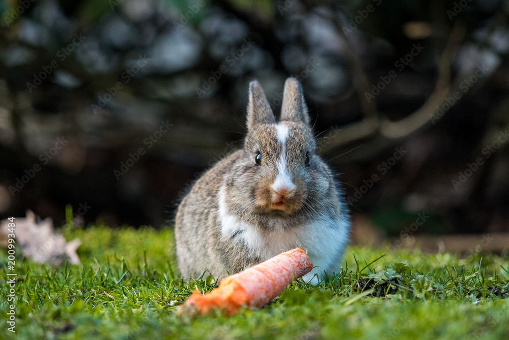 Fototapeta premium cute white chested bunny watching you while having a piece of carrot in its mounth
