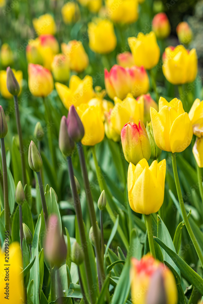 yellow tulip flower field mixed with some pink tipped ones