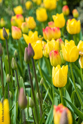 yellow tulip flower field mixed with some pink tipped ones