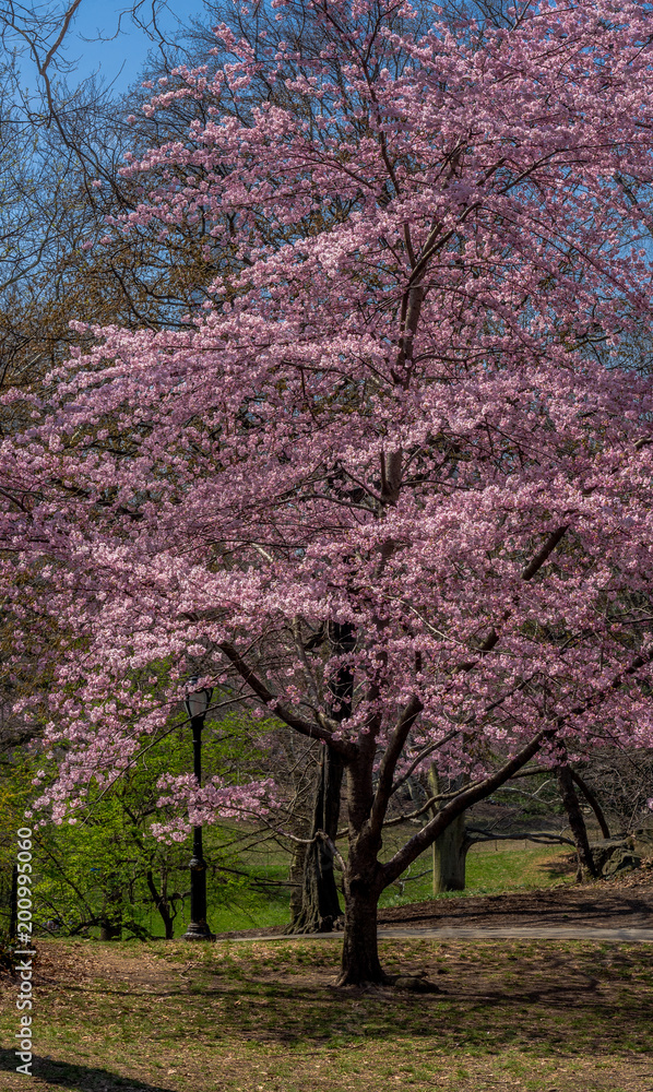 Obraz premium Bright Pink Petals on a Flowering Dogwood in a Park Landscape