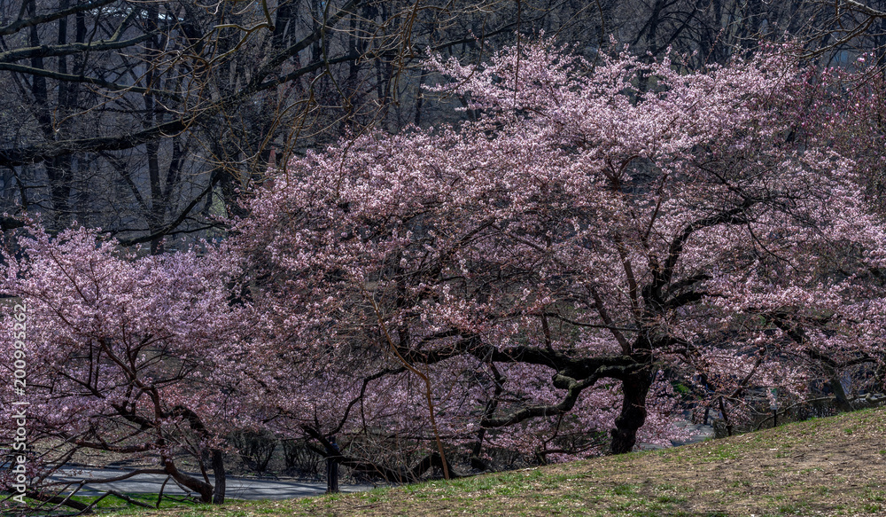 Bright Pink Petals on a Flowering Dogwood Trees in a Park Setting Bright Pink Petals on a Flowering Dogwood Trees in a Park Setting