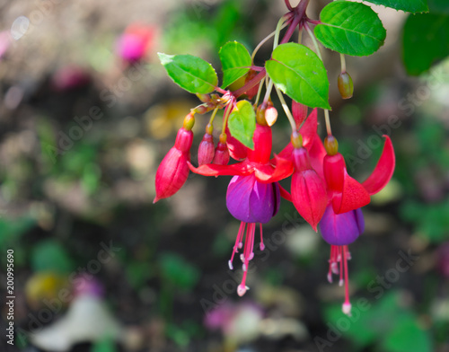 Canvas-taulu fuchsia magellanica flower, hummingbird fuchsia or hardy fuchsia, Hanging fuchsi