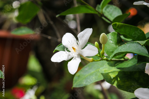 White Ervatamia flower 