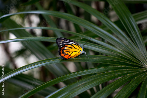 Colorful monarch butterfly .clutches on the lady palm leaves,Danaus plexippus.