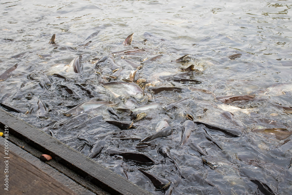 A group of Thai iridescent sharks or striped catfish or sutchi catfish are scrambling to eat bread in muddy water,Pangasianodon hypophthalmus. A group of Thai iridescent sharks or striped catfish or sutchi catfish are scrambling to eat bread in muddy water,Pangasianodon hypophthalmus.