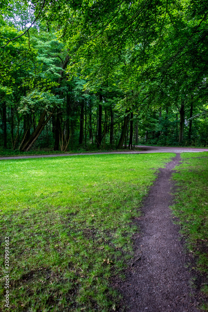 Narrow muddy path surrounded by grass in Haagse Bos, forest in The Hague