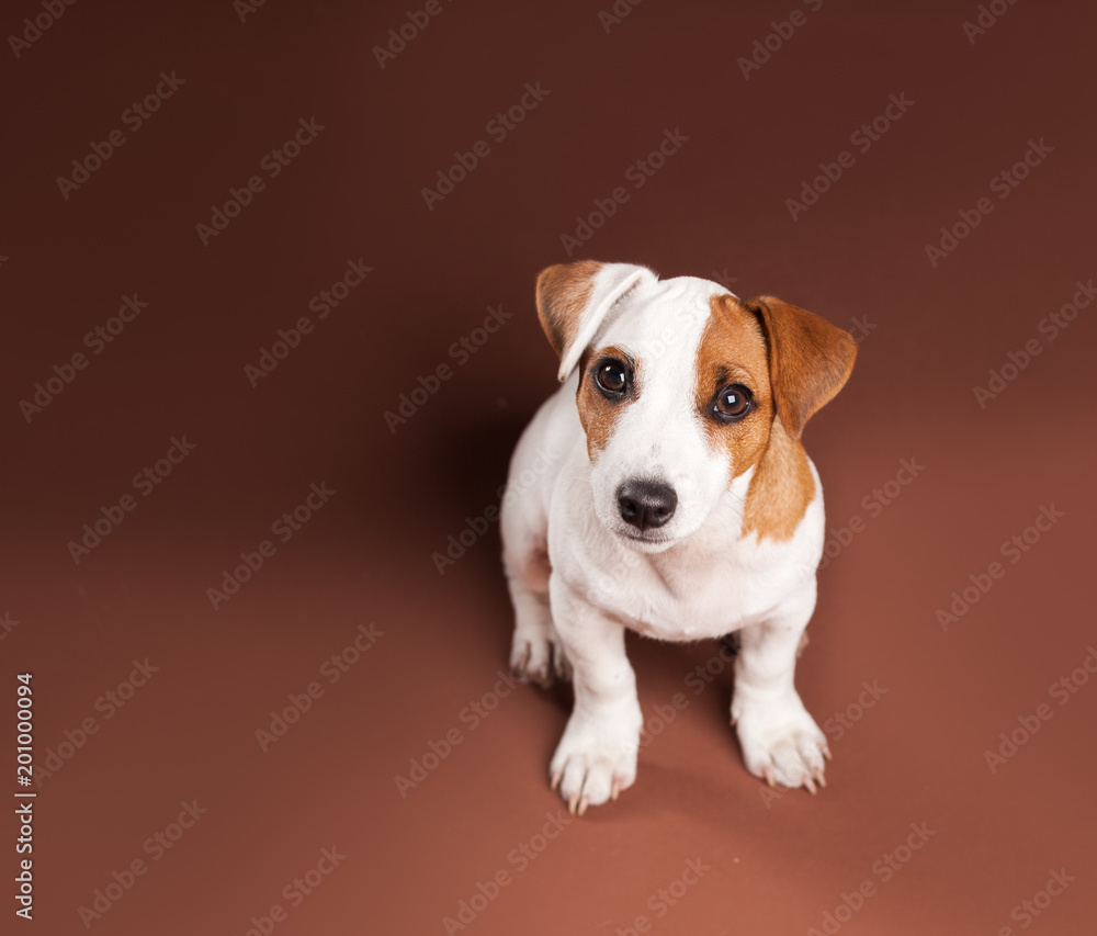 Puppy Puppy