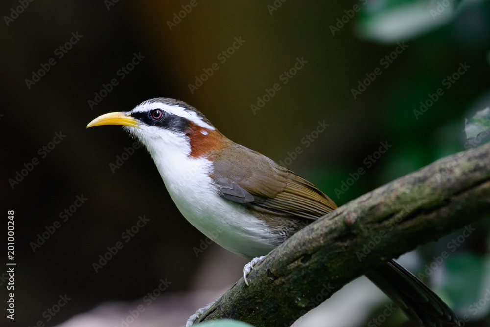 Fototapeta premium White-browed Scimitar Babbler