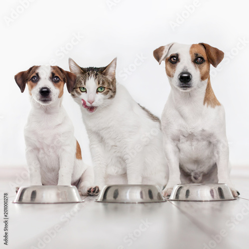 Fototapeta Naklejka Na Ścianę i Meble -  Dog and cat eating food