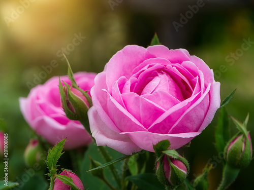 Fotografi pink of Damask Rose flower.