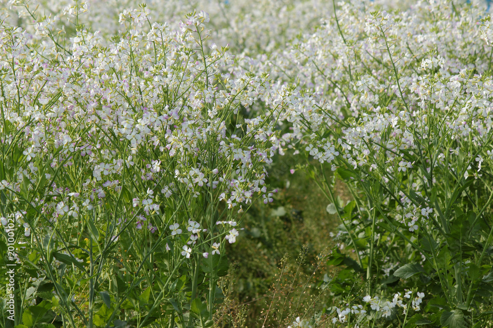 大根の花 大根の花