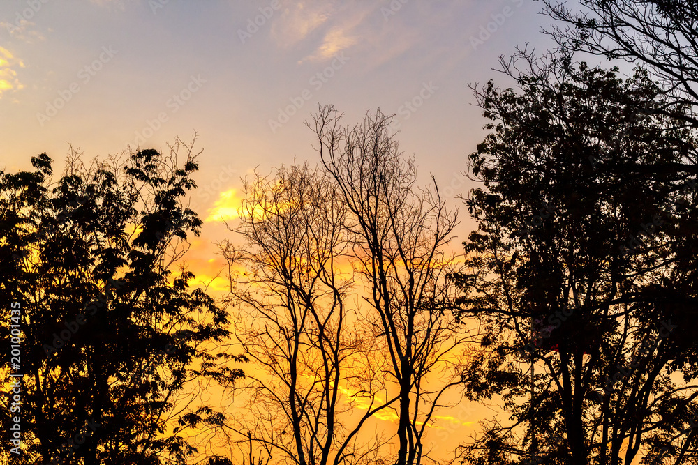 tree branch silhouette on golden sunset tree branch silhouette on golden sunset