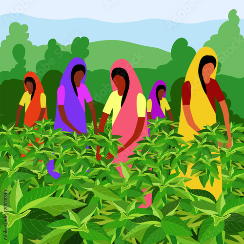 Indian tea pickers