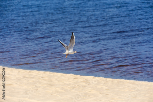 Seagull  sea and sand