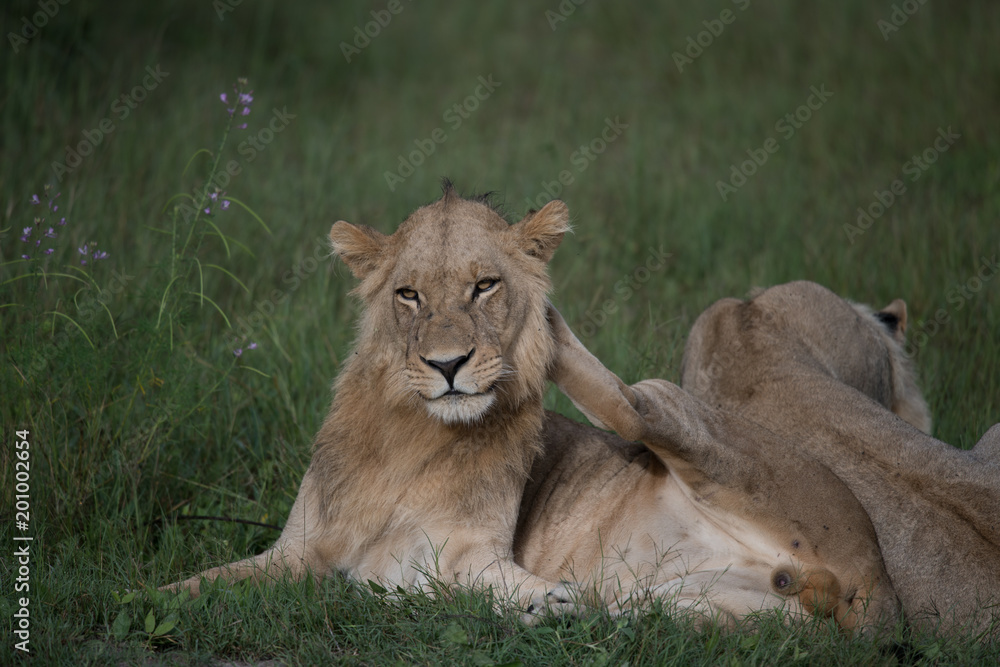 Mighty Lion watching the lionesses who are ready for the hunt in Masai Mara, Kenya (Panthera leo) Mighty Lion watching the lionesses who are ready for the hunt in Masai Mara, Kenya (Panthera leo)