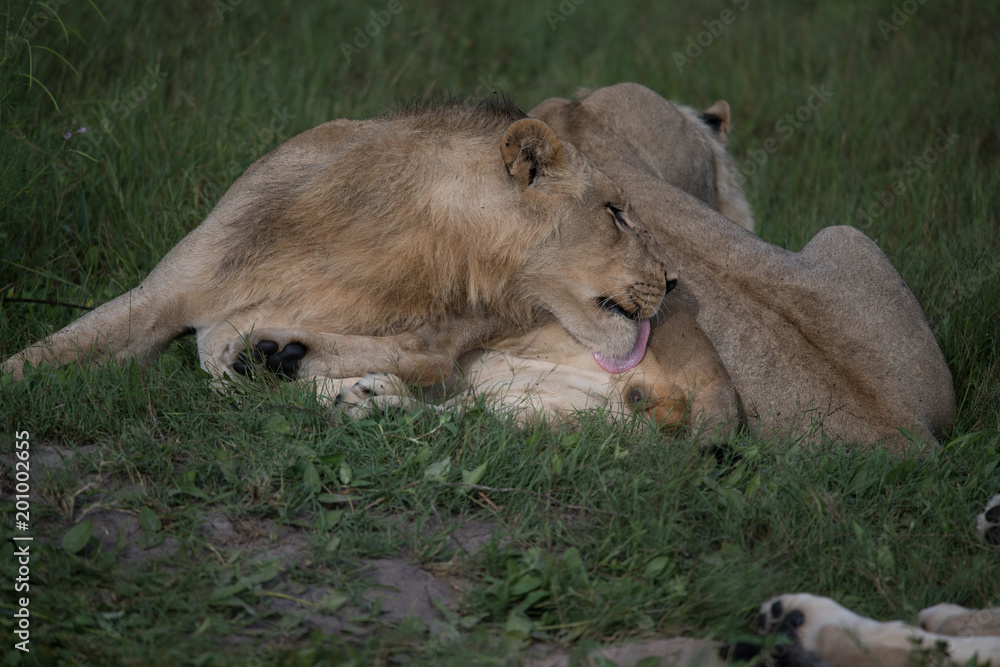 Mighty Lion watching the lionesses who are ready for the hunt in Masai Mara, Kenya (Panthera leo) Mighty Lion watching the lionesses who are ready for the hunt in Masai Mara, Kenya (Panthera leo)