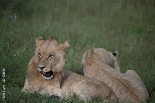 Fototapeta Naklejka Na Ścianę i Meble -  Mighty Lion watching the lionesses who are ready for the hunt in Masai Mara, Kenya (Panthera leo)	