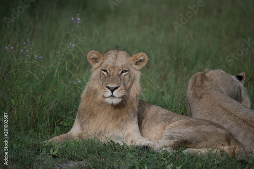 Mighty Lion watching the lionesses who are ready for the hunt in Masai Mara  Kenya  Panthera leo  
