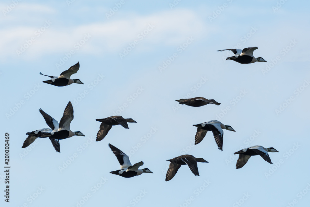 Obraz premium Flying Eiders om migration