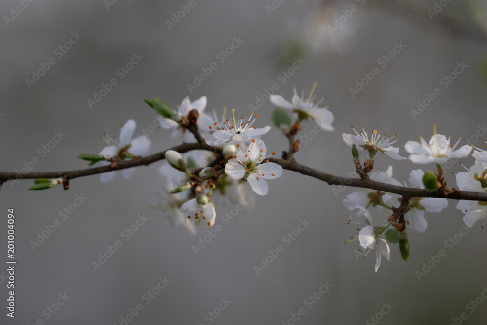 Kirschblüten an einem Ast am Kirschbaum im Frühling Kirschblüten an einem Ast am Kirschbaum im Frühling