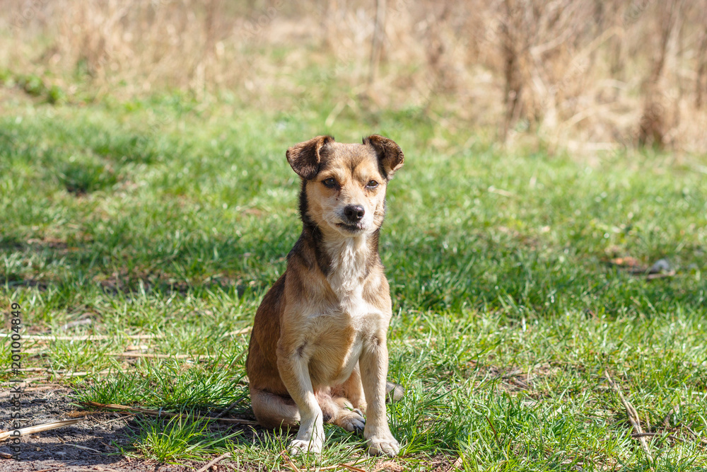 Homeless dog. A homeless cute brown dog walks in nature. A dog resting on the lawn. Cute little doggie. Shelter for stray dogs. Homeless dog. A homeless cute brown dog walks in nature. A dog resting on the lawn. Cute little doggie. Shelter for stray dogs.