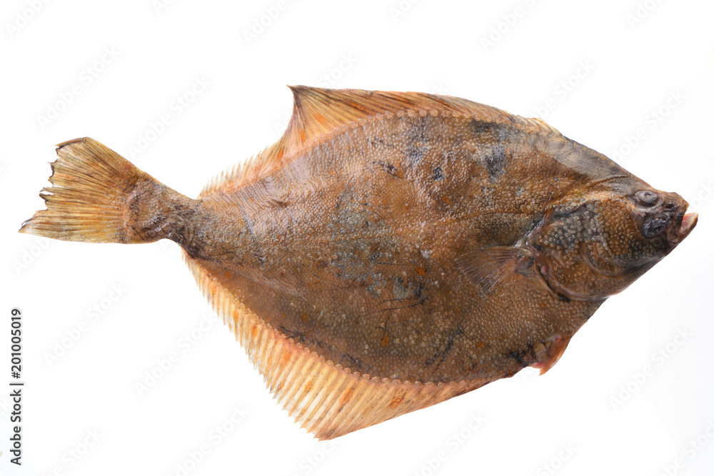 Obraz premium Fish halibut