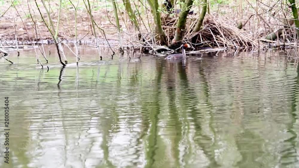 in the park of the city there is a grebe on the water
in the park of the city there is a grebe on the water