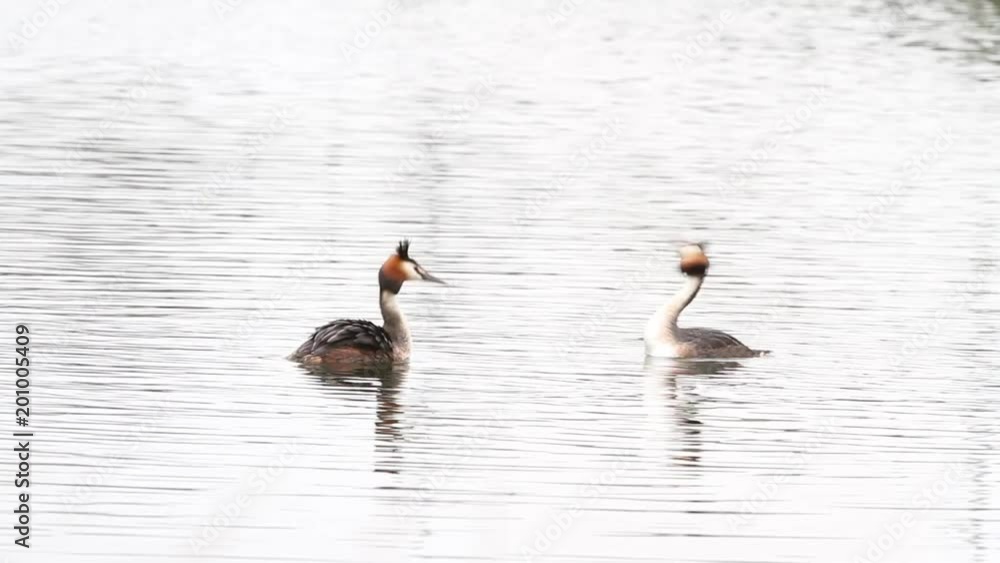 in the park of the city there is a grebe on the water
in the park of the city there is a grebe on the water