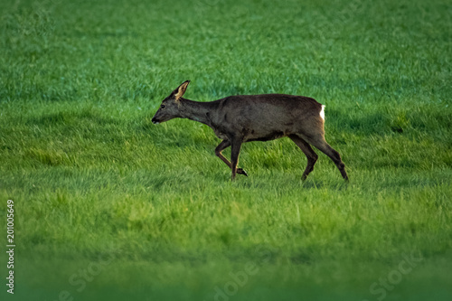 European roe deer in a meadow