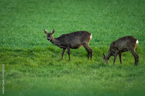 European roe deer in a meadow
